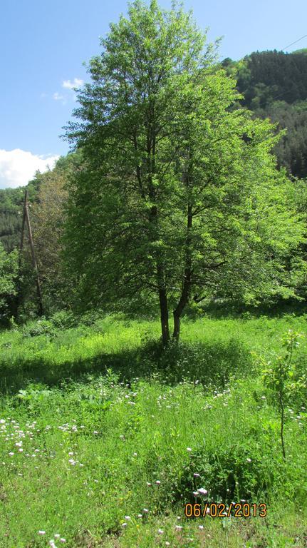 Dilijan Duplex别墅 外观 照片