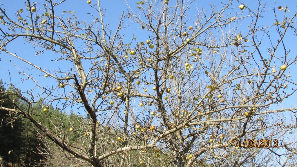 Dilijan Duplex别墅 外观 照片